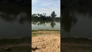 Life at an Indian Pond