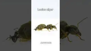 #Lasius