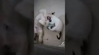 Nakakatuwang larong pusa at aso | Pagsasama ng mga alagang hayop