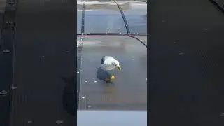 Красивая хищница #наморе #чайка