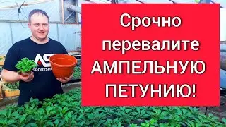 Срочно перевалите ампельную петунию