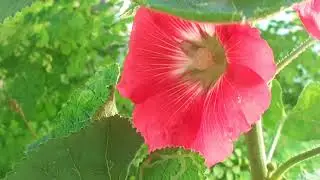 Malva real.