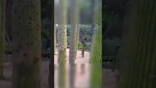 Kakteen im Botanischen Garten in Spanien #shorts