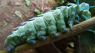ulat badori