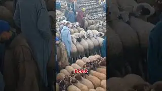 Шок! 😱 В арабских садах овец используют для уборки полей! 🐑 #овцы