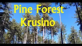 Pine Forest Krusino (Borova Suma Krusino)