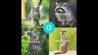 Critter Quiz - Ringtail