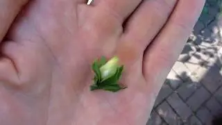Саженцы хурмы от частников