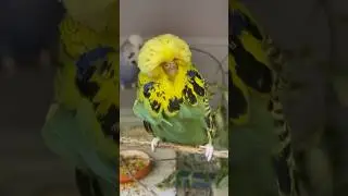 Do you like this pair? What do you think?? #budgie #budgies #muhabbetkuşu #viral #muhabet