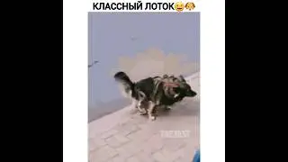 Ты наверно перепутал😆🐶 