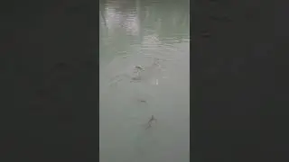 Feeding fish
