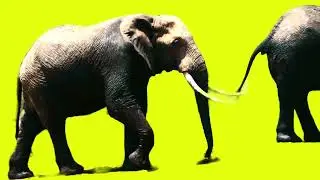 ELEPHANT STAMPEDE GREEN SCREEN! 