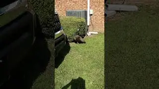 A wild peacock 🦚 Its very cool