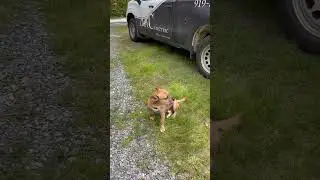He sounds sad when the fire truck passes #howling #dog #puppy