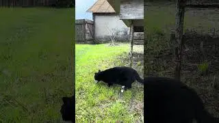 Лея поймала воробья #животные #котик #весна #охота