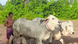 Teaching new cows to plow បង្រៀនគោថ្មីអោយភ្ជួរ