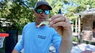 Pool test: Which artificial shrimp is best?