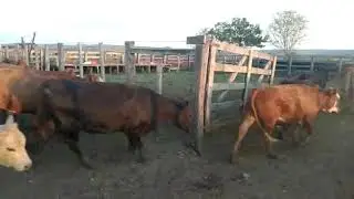 www ganadero com br MARÇO 70 novilhos itaco plk