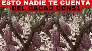 COCOA: REVEALED FACTS YOU SHOULD KNOW ABOUT CCN-51 COCOA!