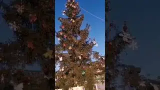 #shorts КАШИН / ГЛВНАЯ НОВОГОДНЯЯ ЕЛКА #новыйгод #елки #рождество