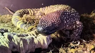 ЯДОЗУБ вернулся домой и оказался беременным / Кормлю кошачьих гекконов