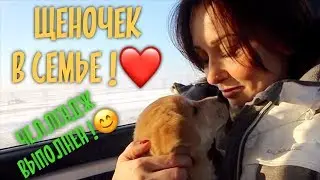 Щенок улетел в Москву. Новая счастливая история.❤️