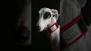 A PHOTO SHOOT FOR SPANISH GREYHOUND LOVERS  #galgo #levriero #greyhoundrescue