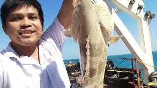 GIANT GROUPER NAHULI KO.