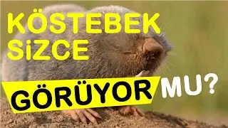 Köstebeğin gözü var mı yok mu? Çok şaşıracaksınız.