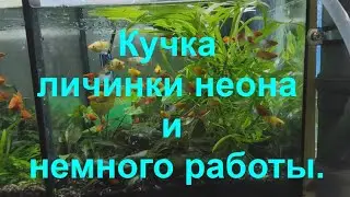 Кучка личинки неона и немного работы.