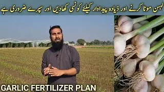 Lahsan ki zyada pedawar aur size k liye fertilizer, sprays aur bimari ka sahi ilaj (Part 2) |IR FARM