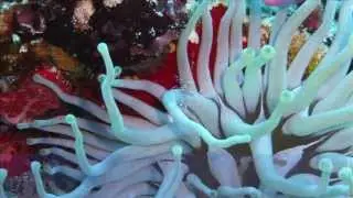Coral
