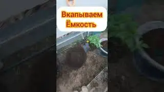 урожай голубики-обеспечен