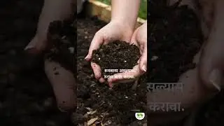 सोयाबीन पिक पिवळं पडल्यास त्याचे व्यवस्थापन करण्यासाठी खालील पद्धती