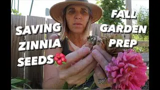 ZINNIA SEED SAVING/Fall Garden Prep