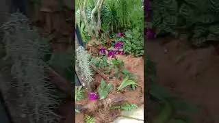 beautiful green leaves fresh place