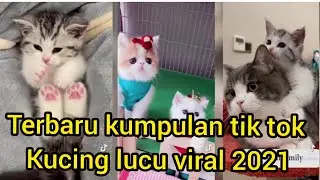 Terbaru kumpulan tiktok kucing lucu viral 2021