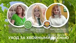 Уход за хвойными растениями осенью: подкормки и обработки