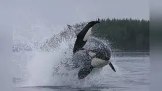 10 Chilling Videos Of Orcas Killer Whales Hunting