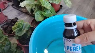 Xona Gullarini Perekis vodorat sugʻorish va Foydali xususiyatlari.