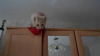 Кот диверсант