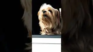 Dog Barking Sound | Yorkshire Terrier