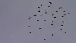 Пермские голуби.