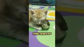 A strong friendship between a chick and a kitten 🥹🥰