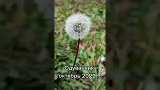 Одуванчики в октябре 2022 