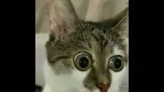 funny cats pt4
