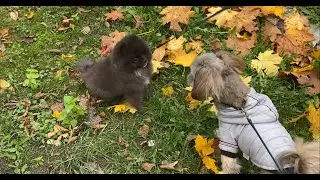 Риччи и Померанский шпиц Руф