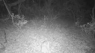 Bobcat and Snake