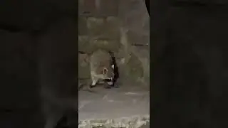 Встретили Енотика)