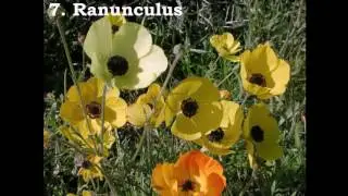 Top 10 Best Wedding Flowers In The World